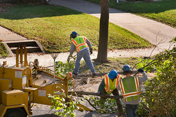 How Our Tree Care Process Works  in  Grove City, PA