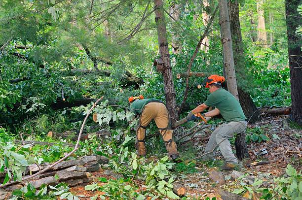 Best Stump Grinding and Removal  in Grove City, PA